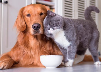 Fuente: Purina Latam