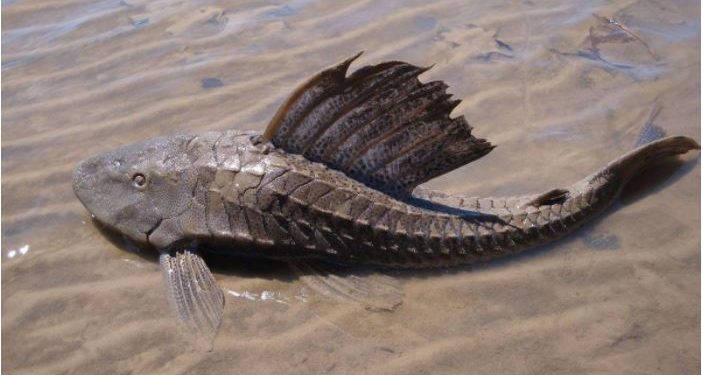 Vieja de agua. Foto: Nicolas Olejnik, iNaturalist.