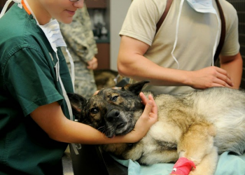 Fuente: Nota para perros