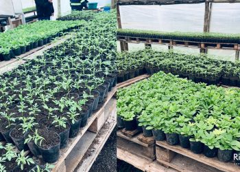 San Javier: Trabajan en la reposición de jardinería