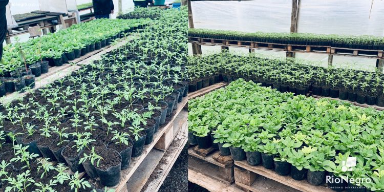 San Javier: Trabajan en la reposición de jardinería