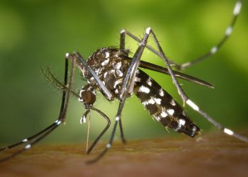 Fuente: La Colonia Digital