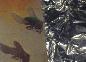 Operación «STAMPS» logró incautar LSD en Fray Bentos.