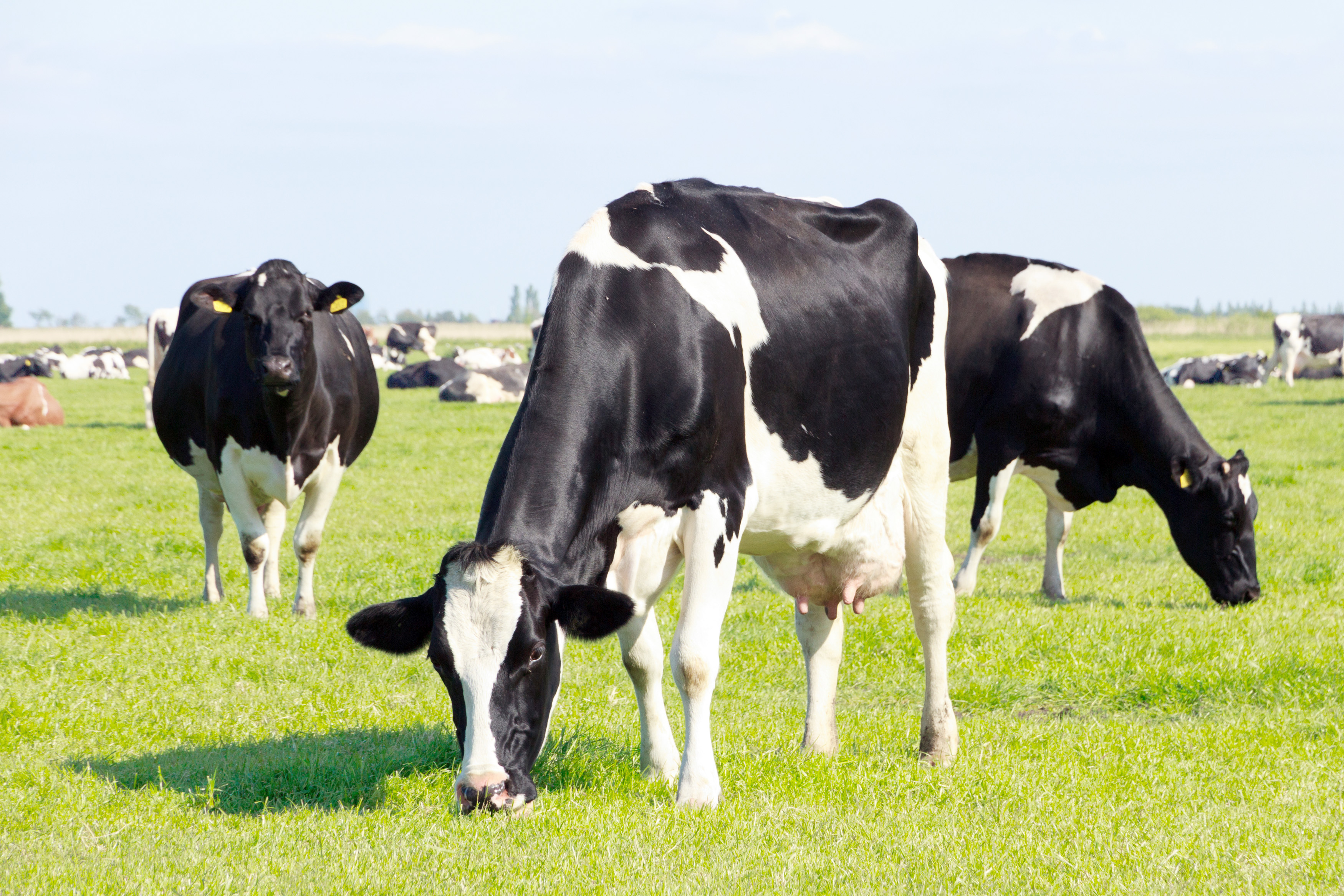 Leche con valor agregado.