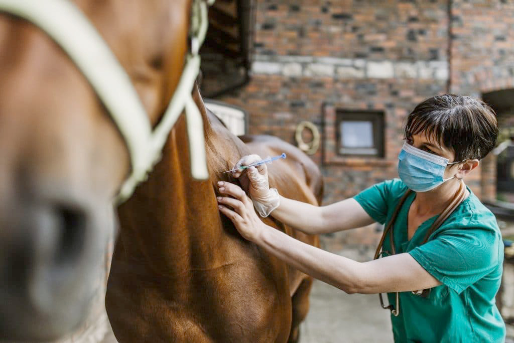 Alerta por encefalomielitis equina en la zona.