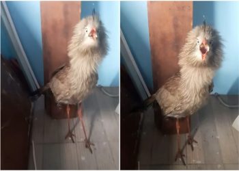 Seriema aparece en comisaría de Young y es liberada en su hábitat.