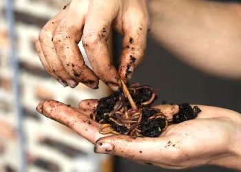 El legado olvidado de Charles Darwin: Uruguay se convierte en pionero global de la lombricultura