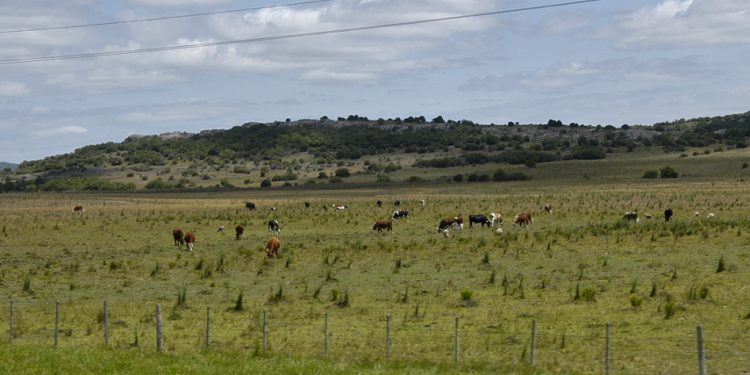 Ganadería amplió a 12 departamentos las medidas de asistencia por déficit hídrico