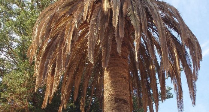 Tras reunión del CECOED confirman presencia de picudo rojo en Young y refuerzan vigilancia en el departamento