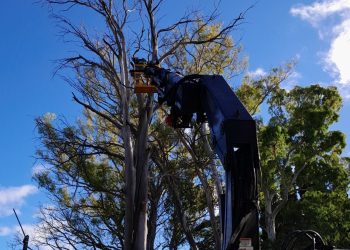 Intendencia retira árbol en mal estado en el Parque Roosevelt por riesgo para la seguridad