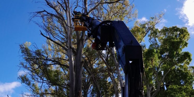 Intendencia retira árbol en mal estado en el Parque Roosevelt por riesgo para la seguridad
